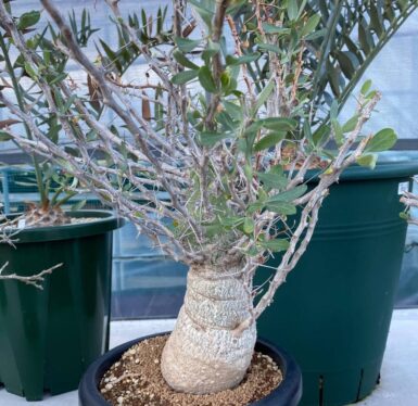 Affordable fouquieria columnaris for sale #1caudex