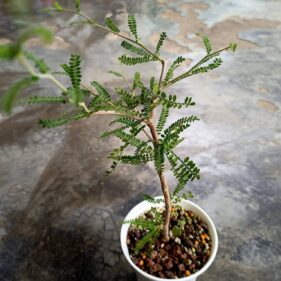 operculicarya hyphaenoides seedlings