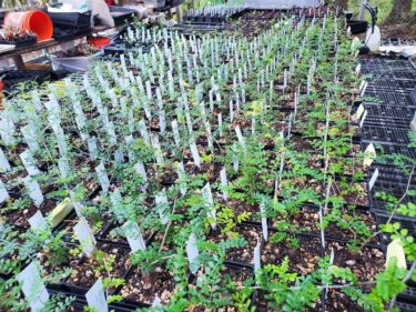 operculicarya hyphaenoides seedlings