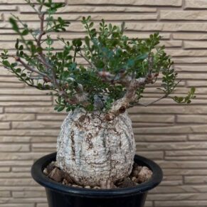 operculicarya pachypus plant