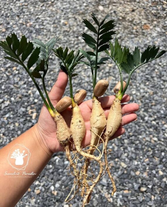 encephalartos horridus seedlings