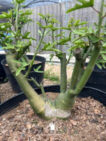 adenia venenata