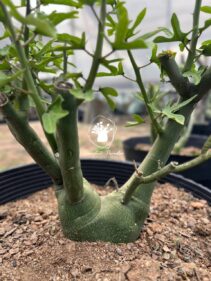 adenia venenata