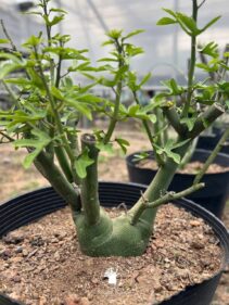 adenia venenata