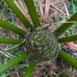 encephalartos barteri