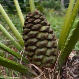 encephalartos barteri