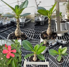 pachypodium windsorii seedlings