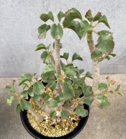 Dorstenia gypsophilia
