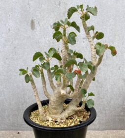 Dorstenia gypsophila