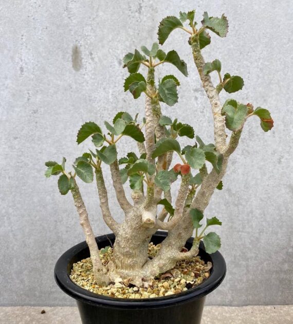 Dorstenia gypsophilia