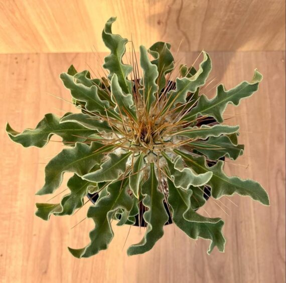 pachypodium namaquanum