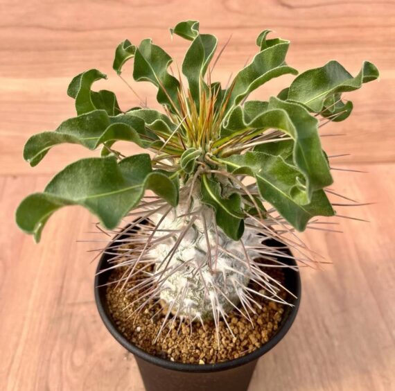 pachypodium namaquanum