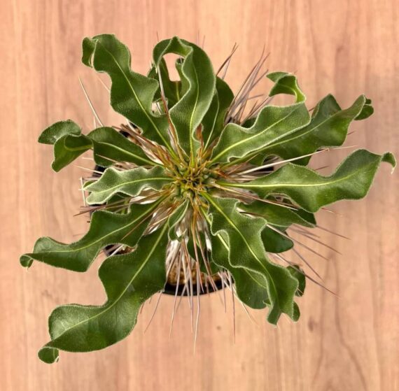 pachypodium namaquanum