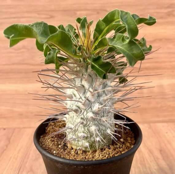pachypodium namaquanum