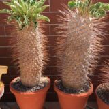 pachypodium namaquanum