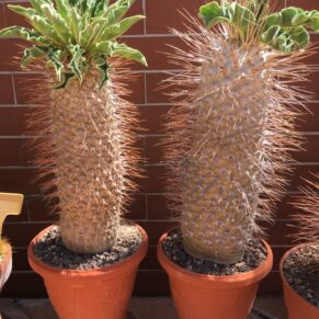 pachypodium namaquanum