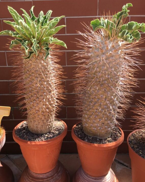 pachypodium namaquanum