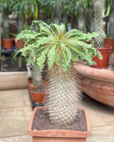 pachypodium namaquanum