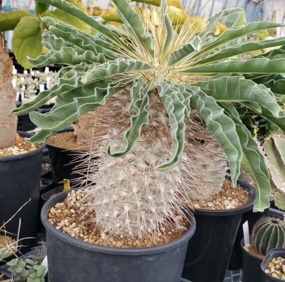 pachypodium namaquanum