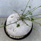 Ibervillea Sonorae