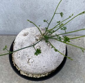 Ibervillea Sonorae