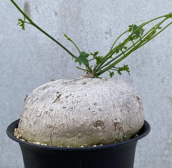 Ibervillea Sonorae