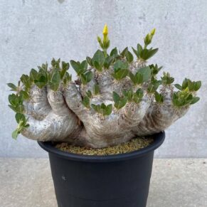 Pachypodium densiflorum