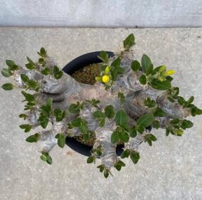 Pachypodium densiflorum