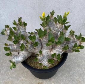 Pachypodium densiflorum