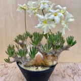 pachypodium densiflorum