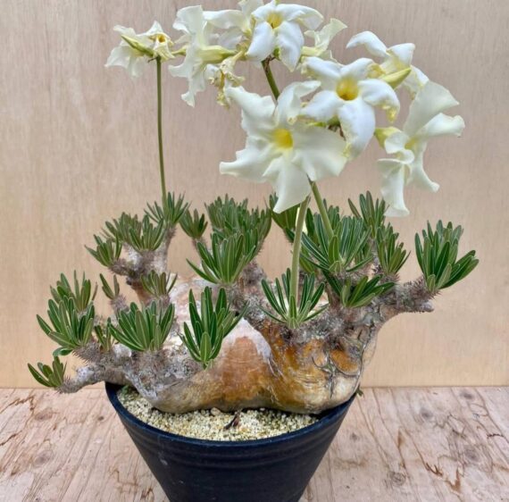 pachypodium densiflorum