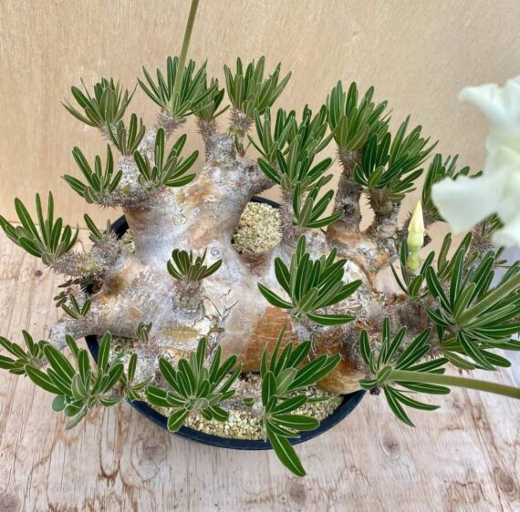 pachypodium densiflorum