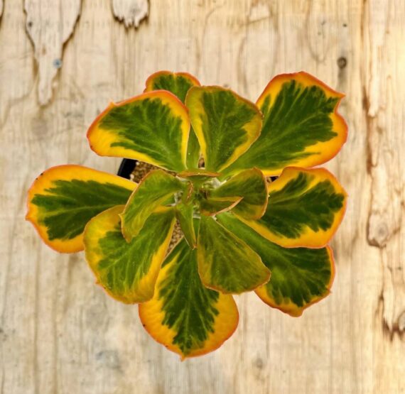 Euphorbia poissonii f.variegata