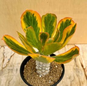 Euphorbia poissonii f.variegata