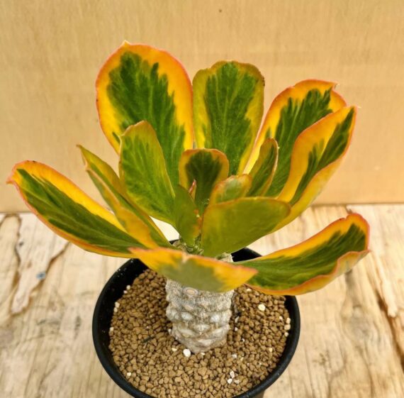 Euphorbia poissonii f.variegata