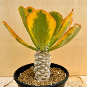 Euphorbia poissonii f.variegata