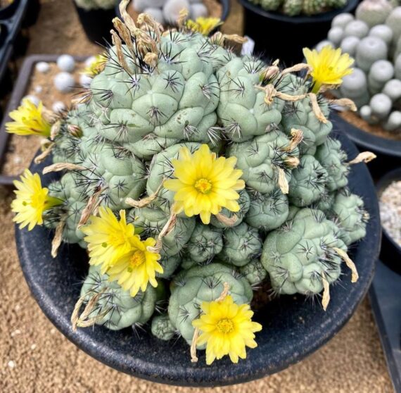 Ortegocactus macdougallii