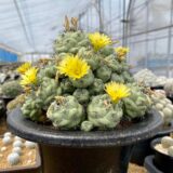 Ortegocactus macdougallii