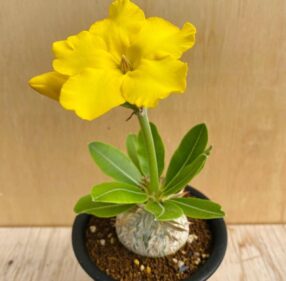 Pachypodium enigmaticum