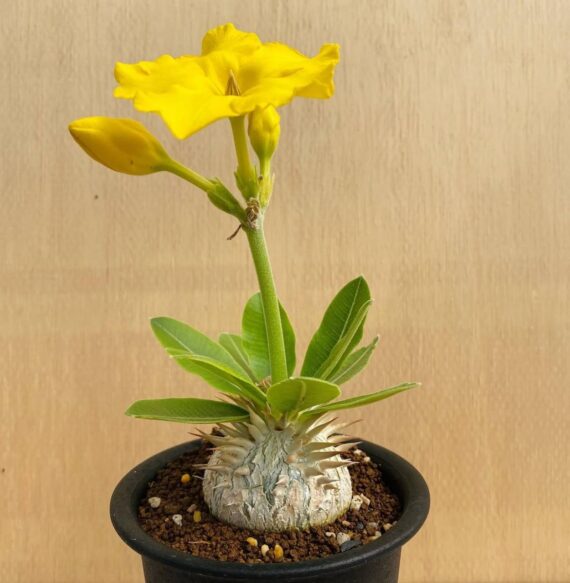 Pachypodium enigmaticum