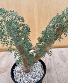 sarcocaulon herrei