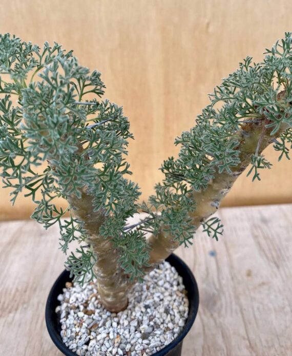 sarcocaulon herrei