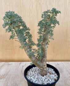 sarcocaulon herrei