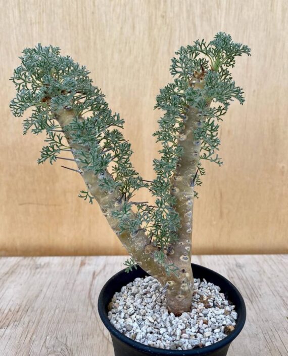 sarcocaulon herrei