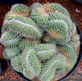 Mammillaria Spinosissima