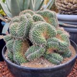 Mammillaria Spinosissima