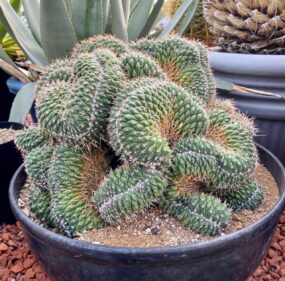Mammillaria Spinosissima