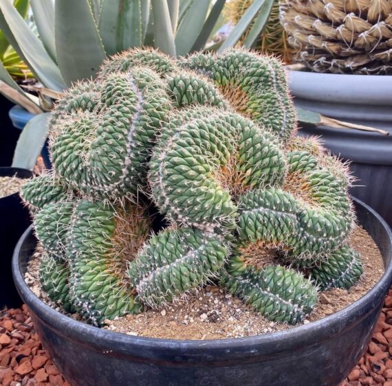 Mammillaria Spinosissima