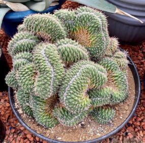 Mammillaria Spinosissima