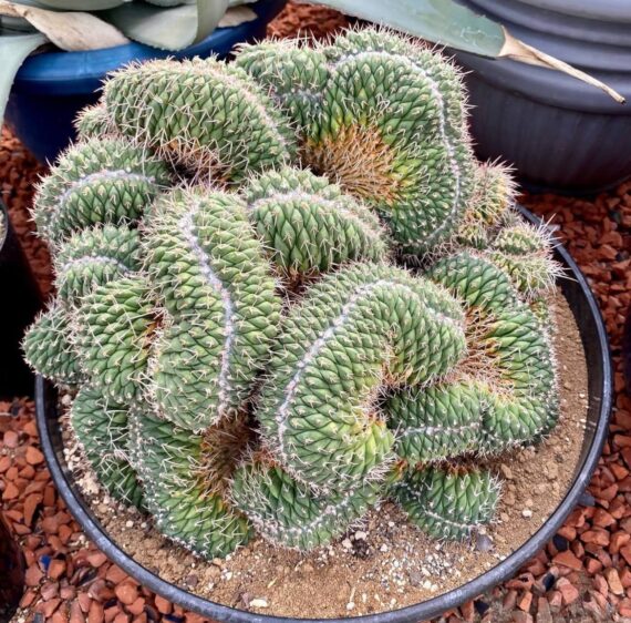 Mammillaria Spinosissima